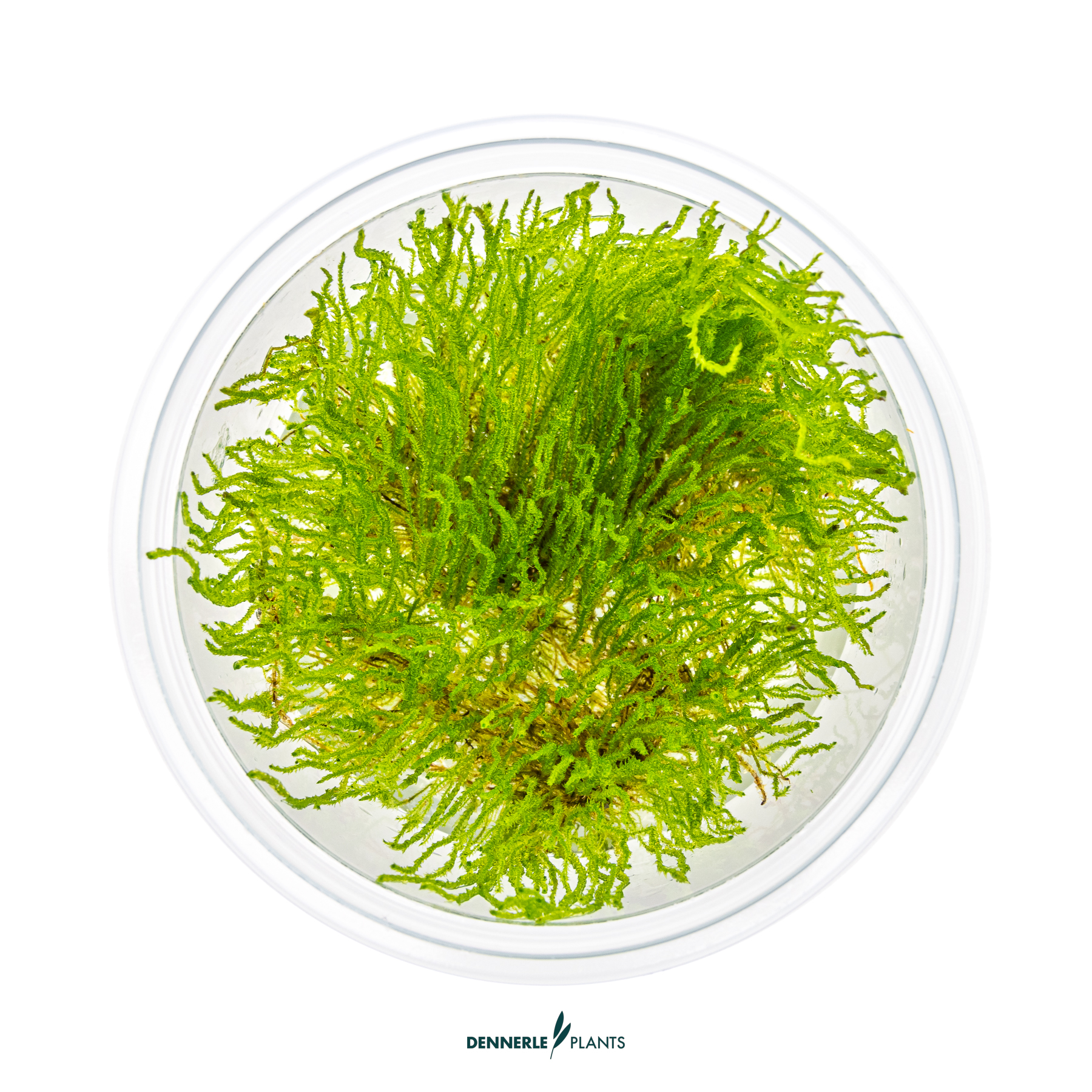 Dennerle Plants Taxiphyllum Sp. 'Flame Moss' In-Vitro (Plantit!) - 2