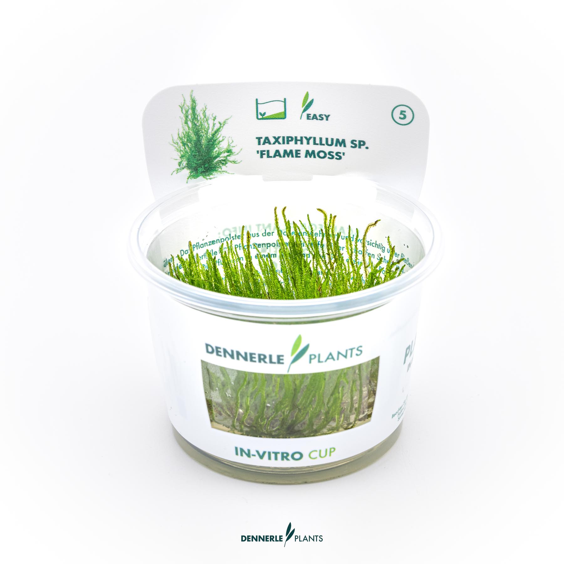 Dennerle Plants Taxiphyllum Sp. 'Flame Moss' In-Vitro (Plantit!)