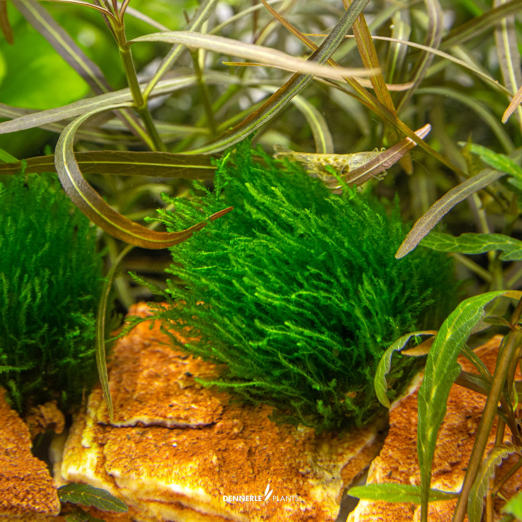 Dennerle Plants Taxiphyllum Sp. 'Flame Moss' In-Vitro (Plantit!) - 4