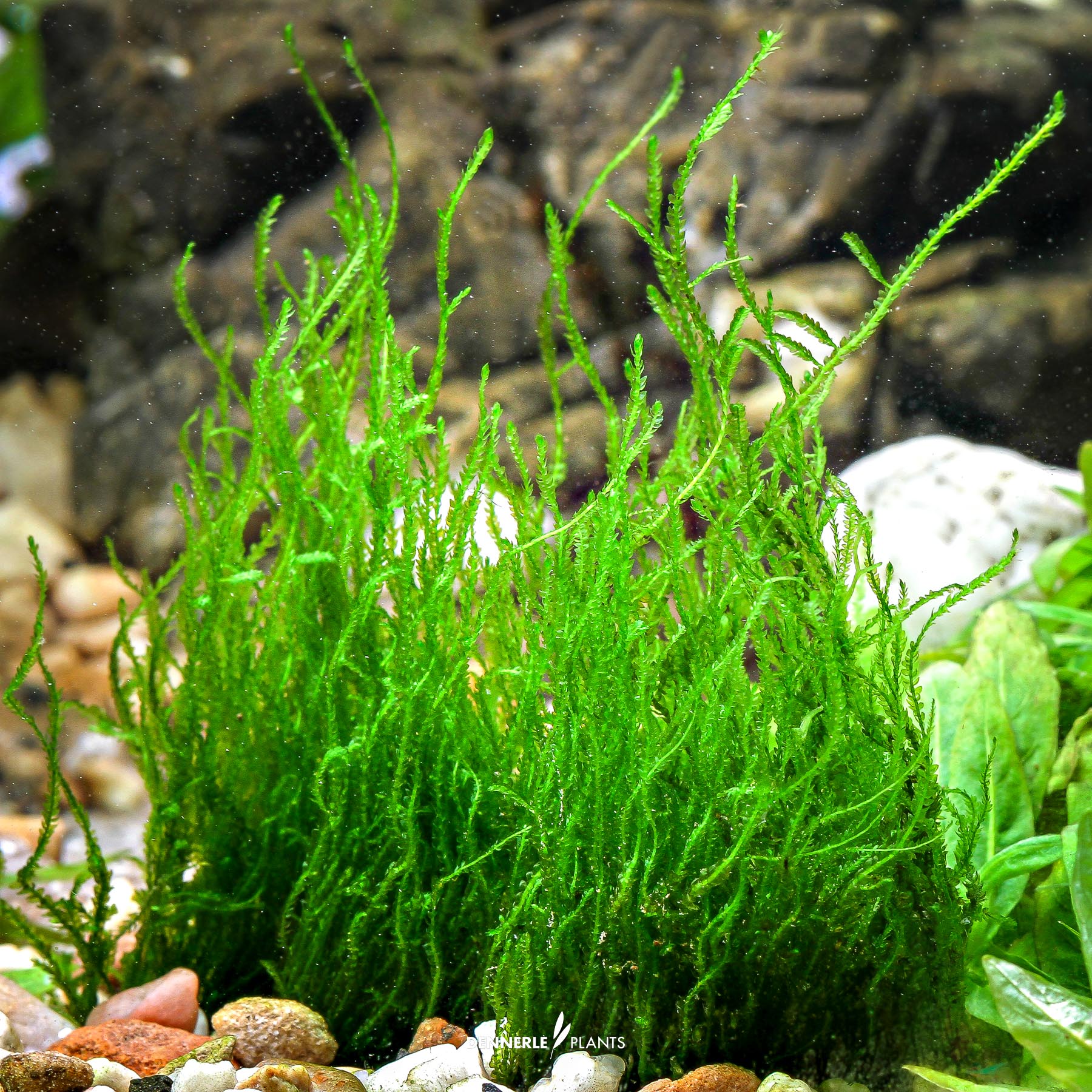 Dennerle Plants Taxiphyllum Sp. 'Flame Moss' In-Vitro (Plantit!) - 5