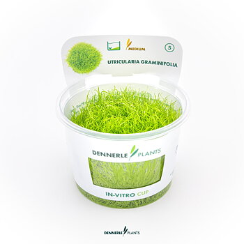 Dennerle Plants Utricularia Graminifolia In-Vitro (Plantit!)