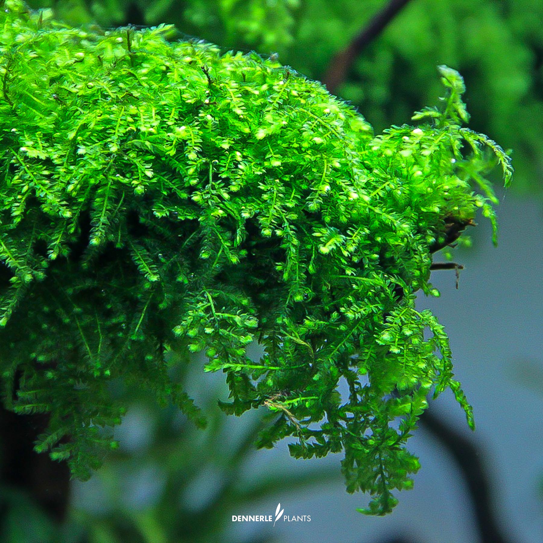 Dennerle Plants Vesicularia Ferriei 'Weeping Moss' In-Vitro (Plantit!) - 4