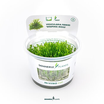 Dennerle Plants Vesicularia Ferriei 'Weeping Moss' In-Vitro (Plantit!)