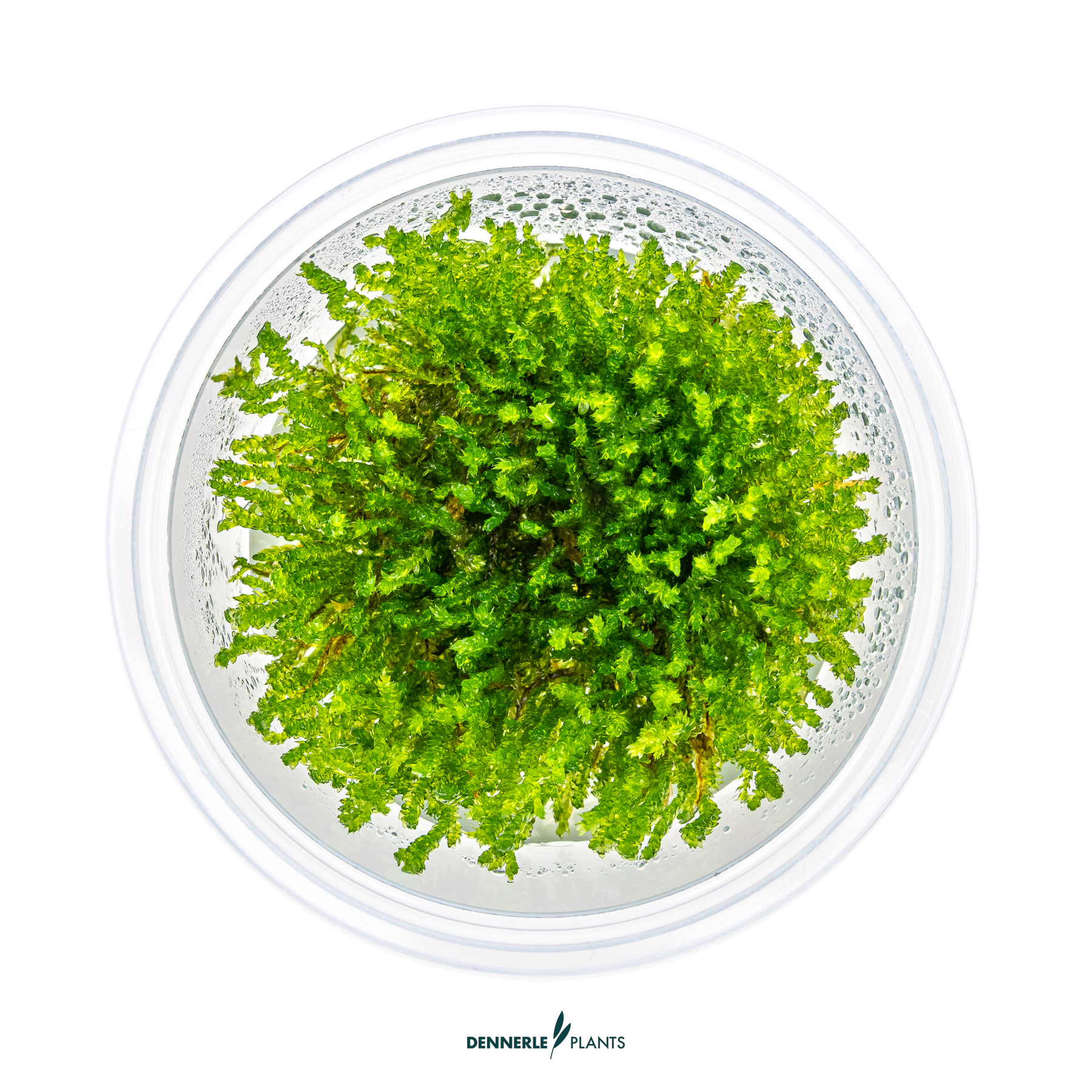 Dennerle Plants Vesicularia Ferriei 'Weeping Moss' In-Vitro (Plantit!) - 2
