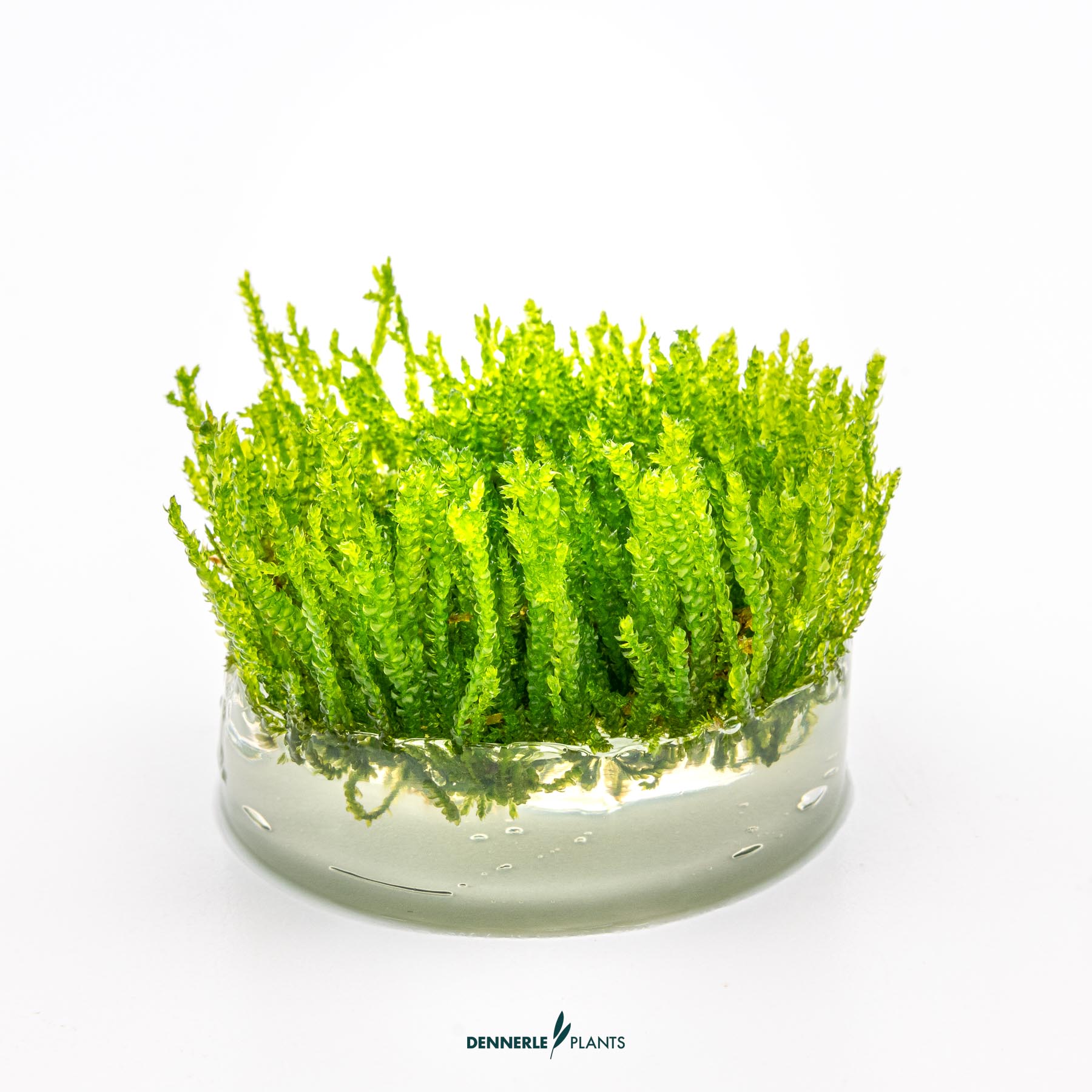 Dennerle Plants Vesicularia Ferriei 'Weeping Moss' In-Vitro (Plantit!) - 3