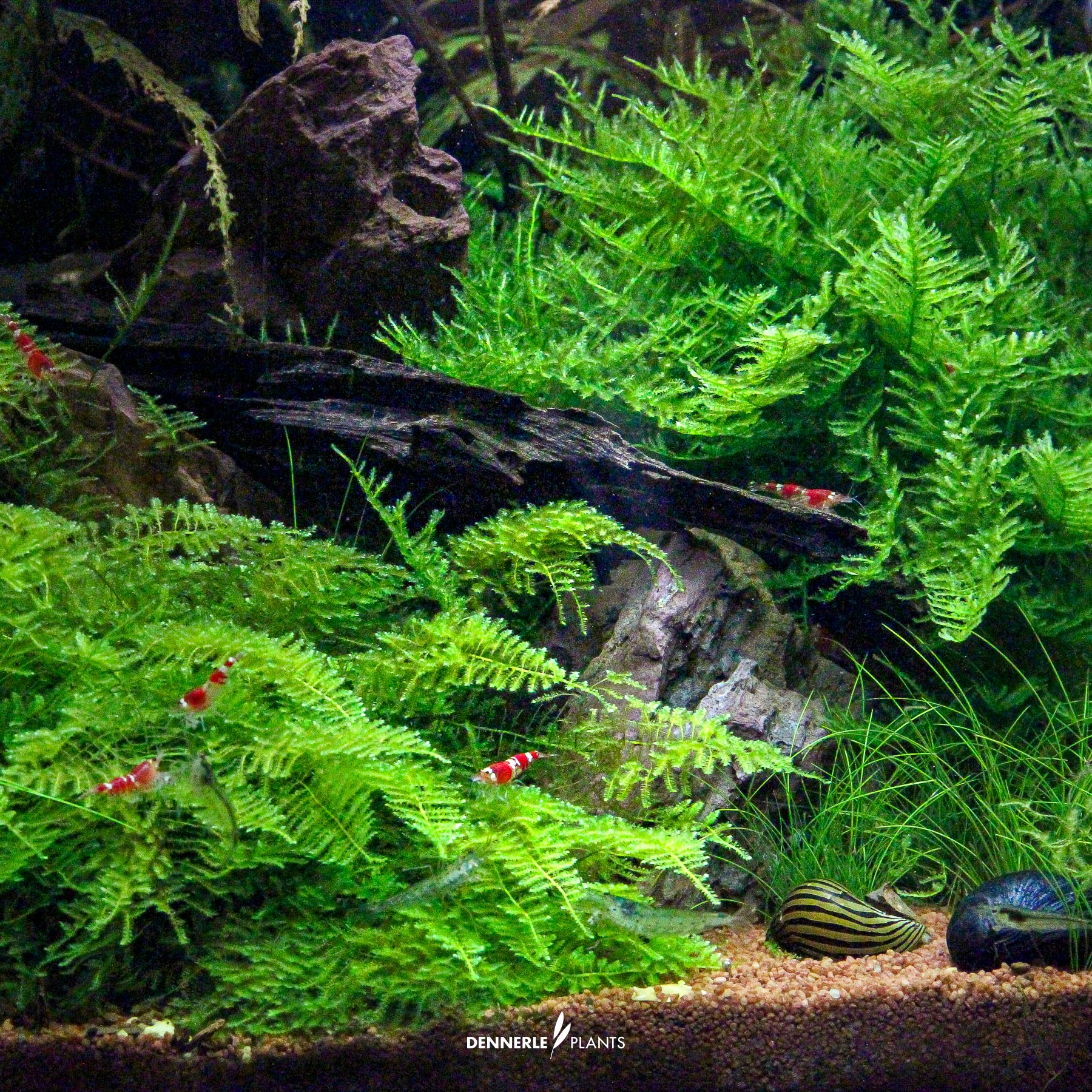 Dennerle Plants Vesicularia Montagnei 'Christmas Moss' In-Vitro (Plantit!) - 4