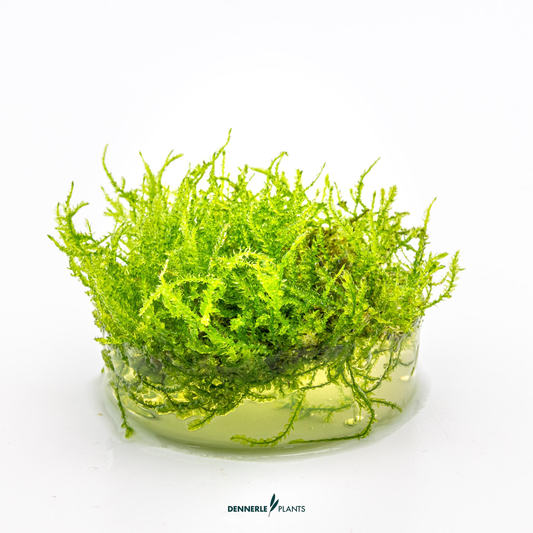 Dennerle Plants Vesicularia Montagnei 'Christmas Moss' In-Vitro (Plantit!) - 3
