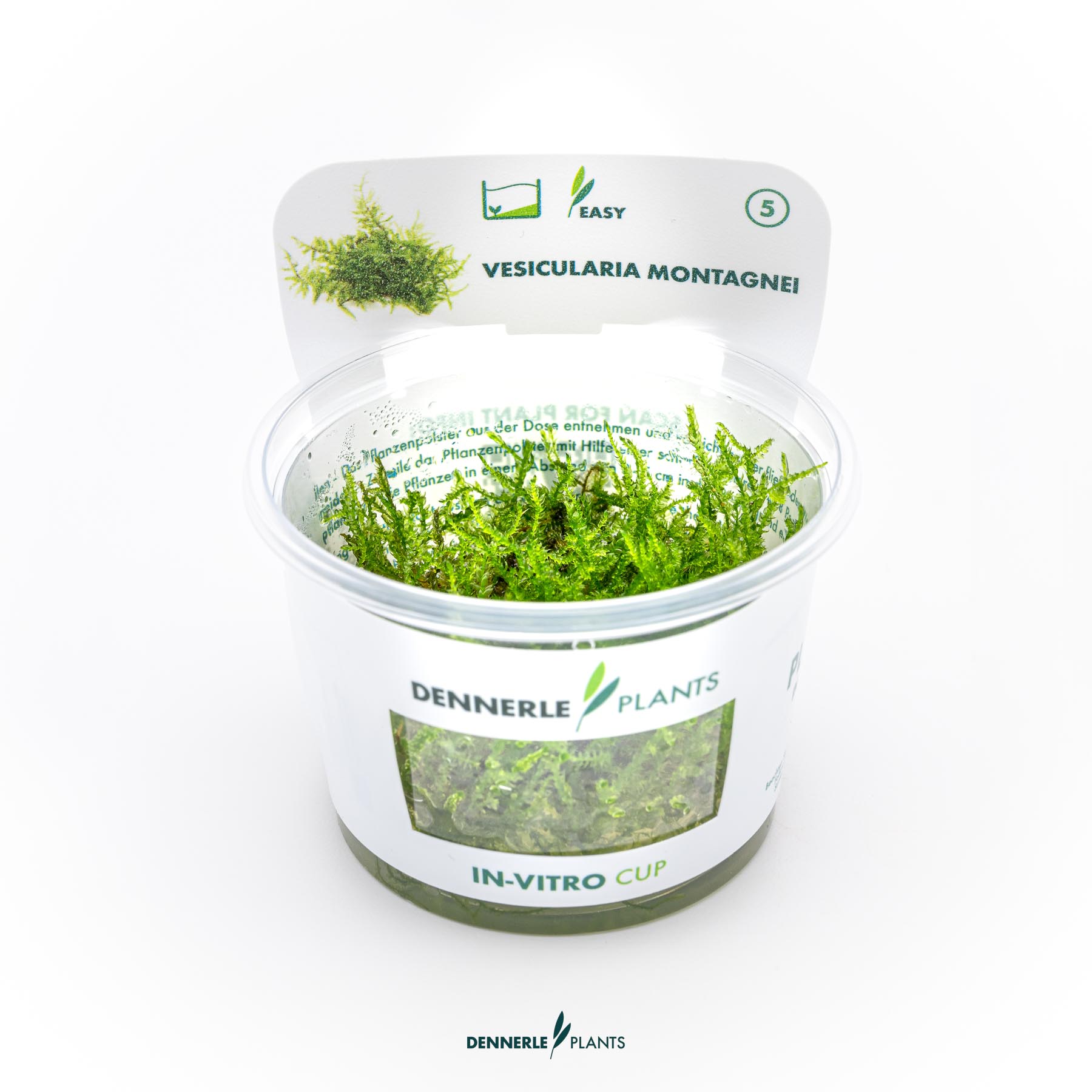 Dennerle Plants Vesicularia Montagnei 'Christmas Moss' In-Vitro (Plantit!)