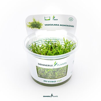 Dennerle Plants Vesicularia Montagnei 'Christmas Moss' In-Vitro (Plantit!)