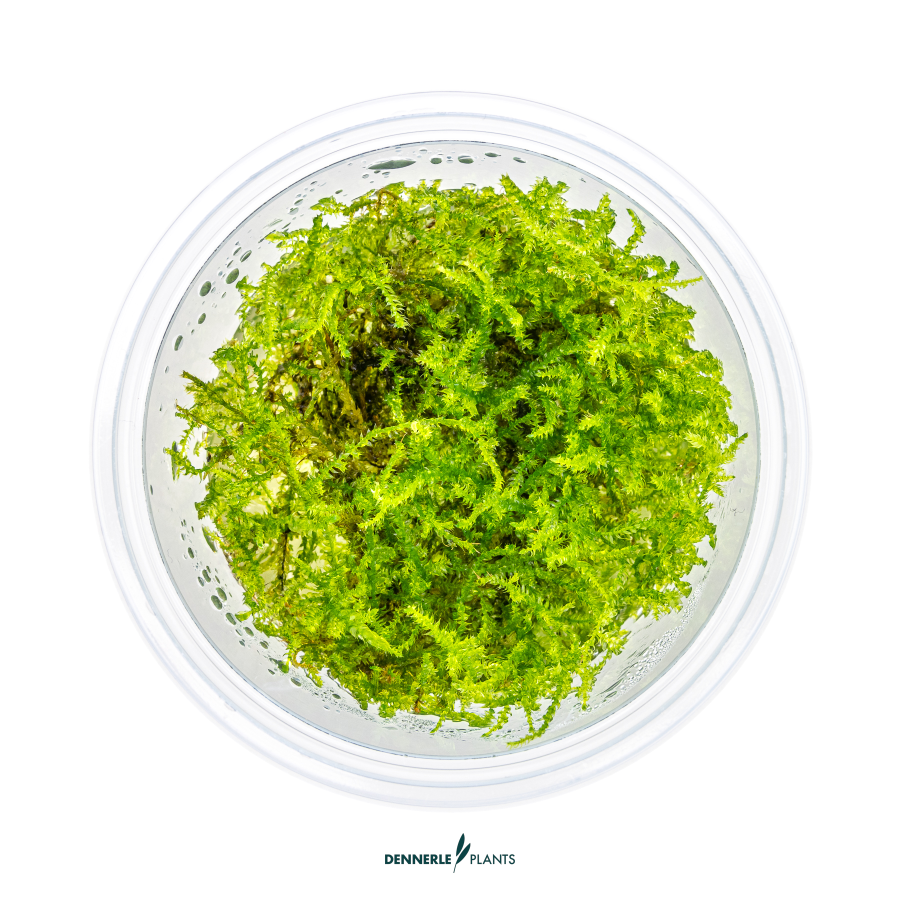 Dennerle Plants Vesicularia Montagnei 'Christmas Moss' In-Vitro (Plantit!) - 2