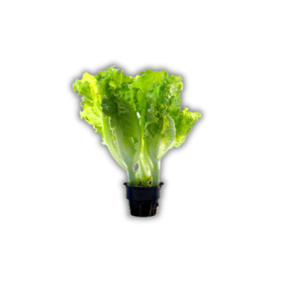 Sallad Kruka (Sverige) (Styck)