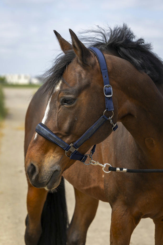 EQUITHEME 'Nylon Strass' Grimma Navy (Ponny)