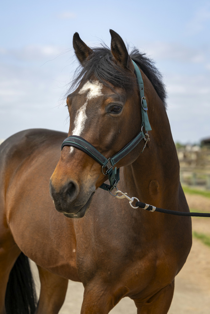 EQUITHEME 'Nylon Strass' Grimma Grön (Ponny)