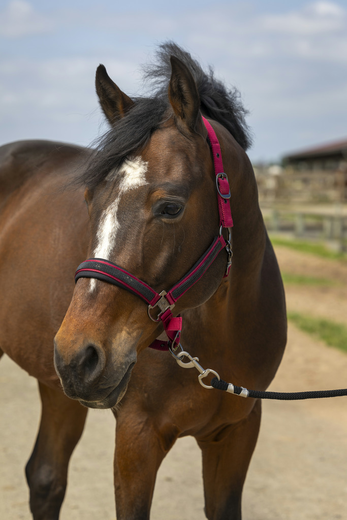 EQUITHEME 'Nylon Strass' Grimma Burgundy (Ponny)