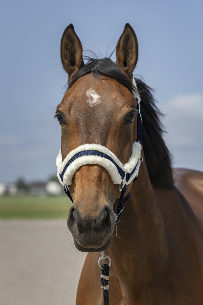 EQUITHEME 'Nylon Mouton' Grimma Navy/Vit (Shetland)