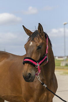 EQUITHEME 'Nylon Mouton' Headcollar Pink/Black