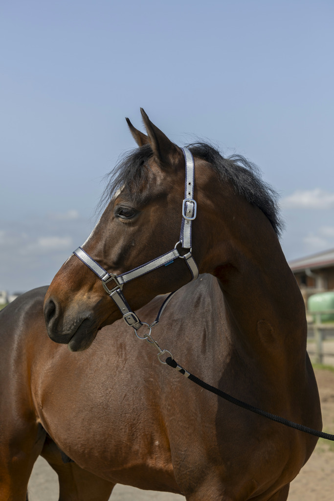 NORTON 'Nylon Soft' Headcollar Navy - 2