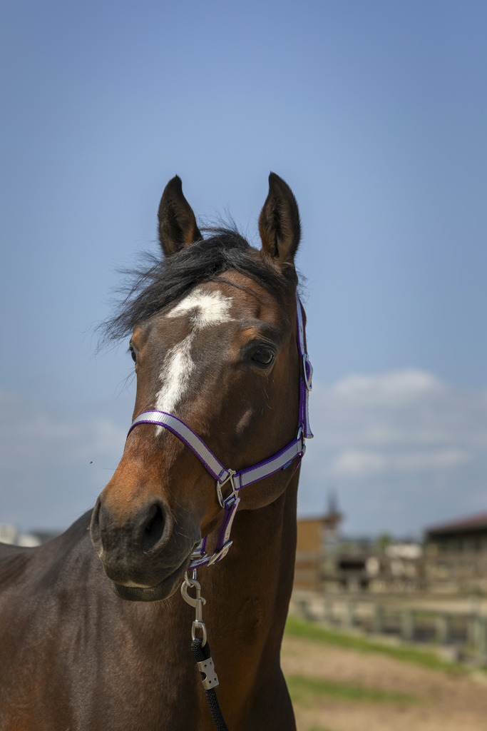 NORTON 'Nylon Soft' Grimma Plum (Cob)