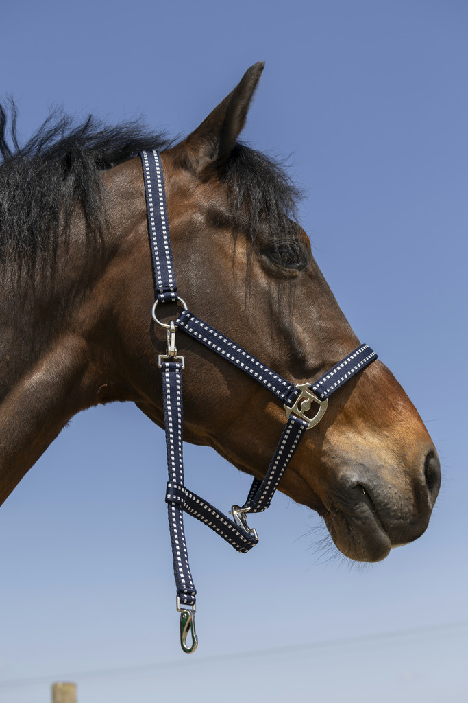NORTON 'Grooming' Riimu Navy - 3