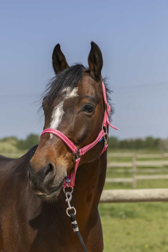 NORTON 'Grooming' Grimma Old Pink (Shetland)