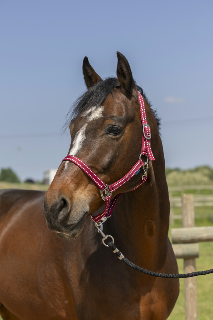 NORTON 'Grooming' Grimma Burgundy (Shetland)
