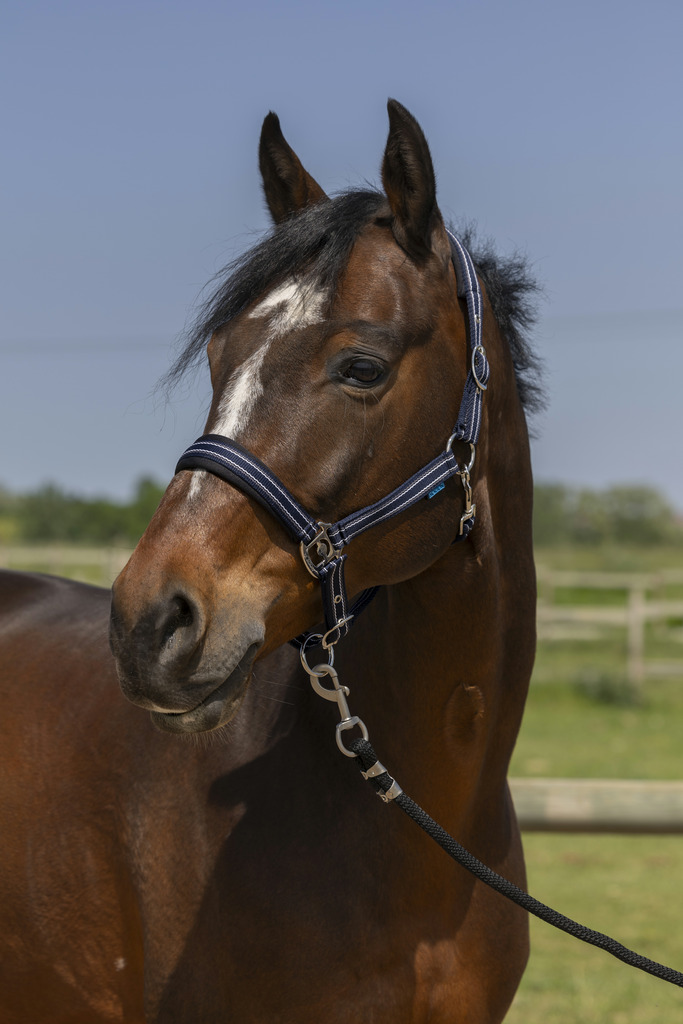 NORTON '4lines' Grimma Navy (Shetland)