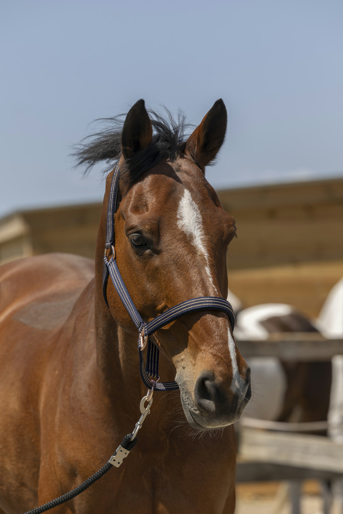 NORTON 'Zari' Grimma Navy (Shetland)