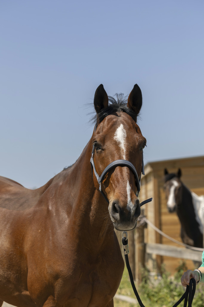 NORTON 'Zari' Grimma Grå (Shetland)
