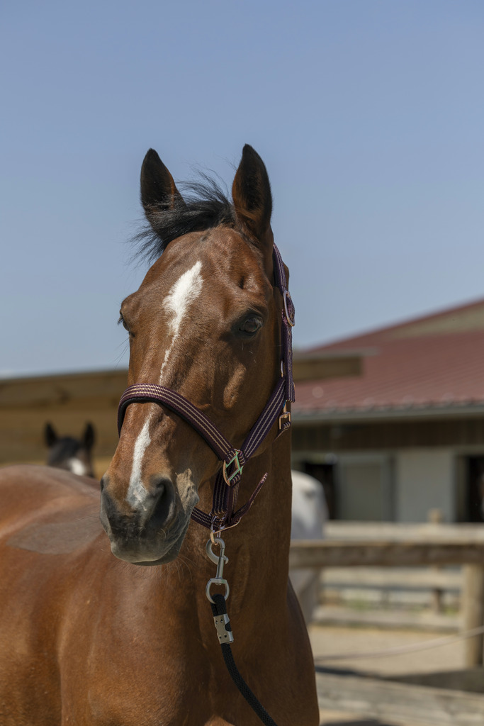 NORTON 'Zari' Grimma Burgundy (Shetland)