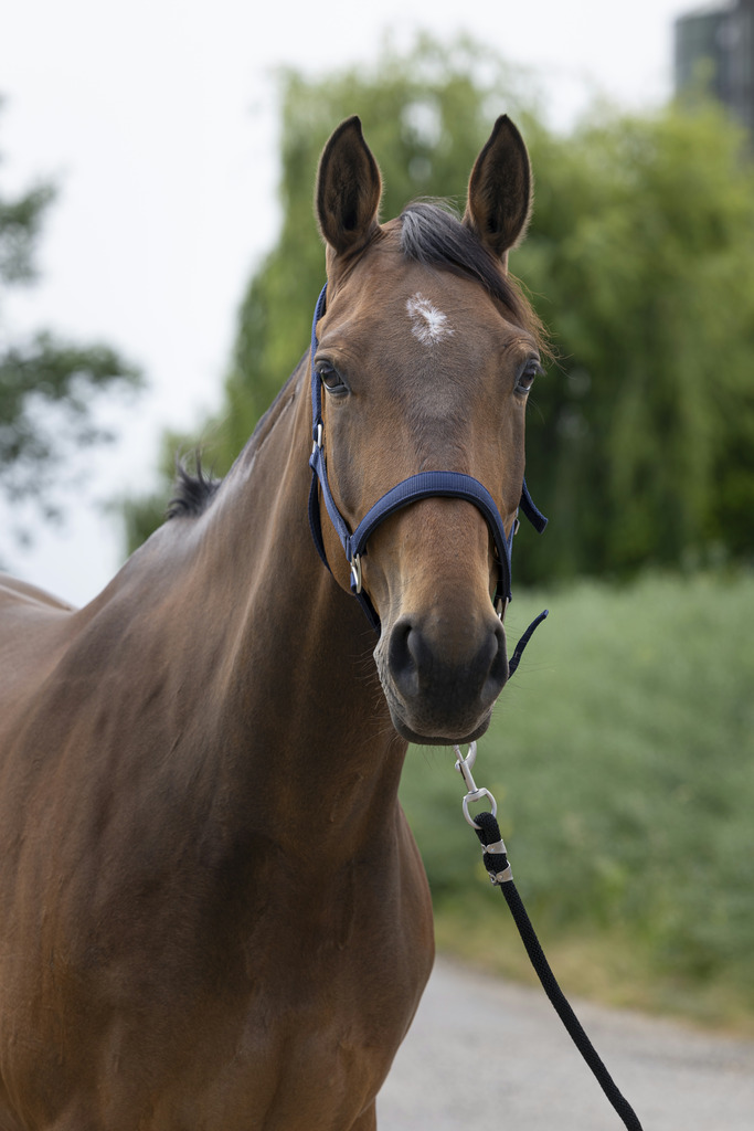 NORTON 'Satine' Grimma Navy (Shetland)