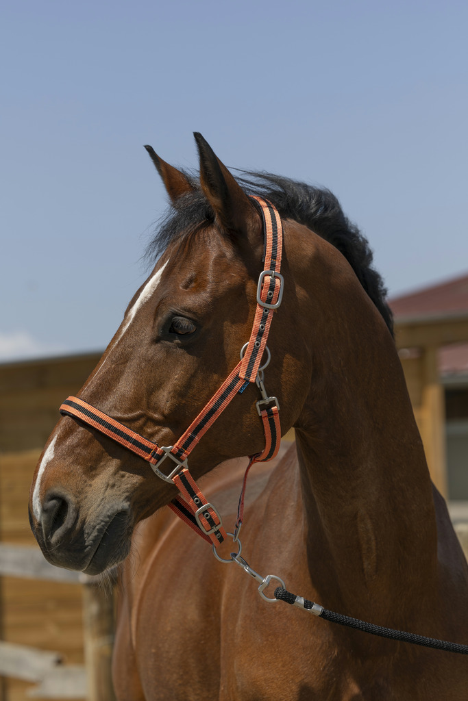 NORTON 'Satine' Grimma Coral/Svart (Shetland)