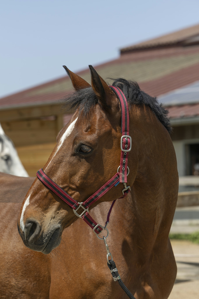 NORTON 'Satine' Grimma Burgundy/Svart (Shetland)