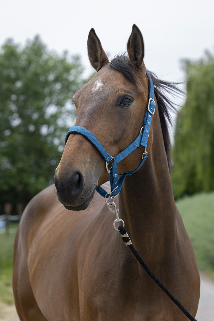 NORTON 'Satine' Grimma Duck Blue (Shetland)