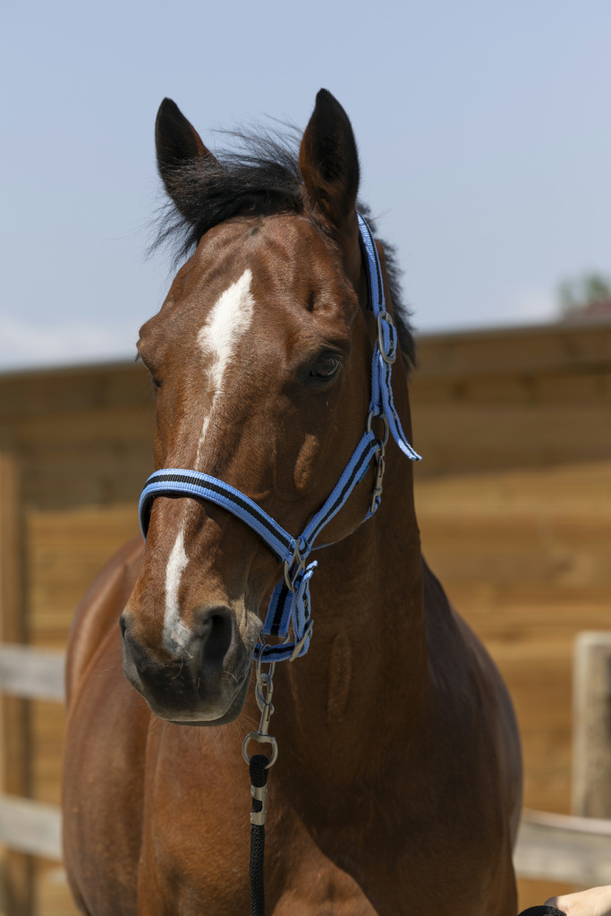 NORTON 'Satine' Grimma Ljusblå/Svart (Shetland)