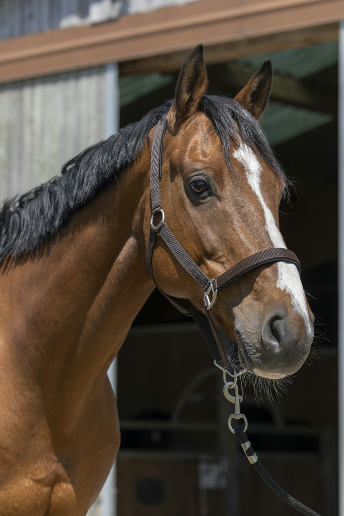 NORTON 'Satine' Grimma Chocolate (Cob)