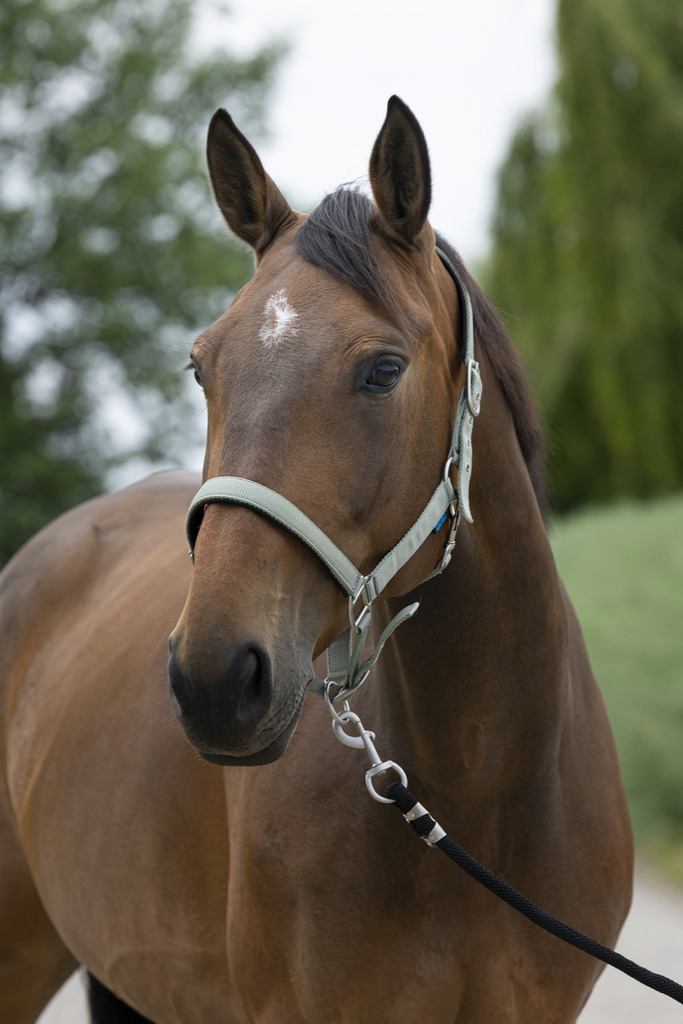 NORTON 'Satine' Grimma Olive (Cob)