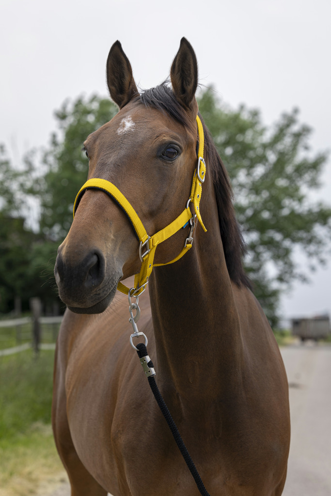 NORTON 'Satine' Grimma Honey (Cob)