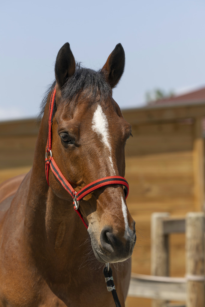 NORTON 'Satine' Grimma Röd/Svart (Cob)