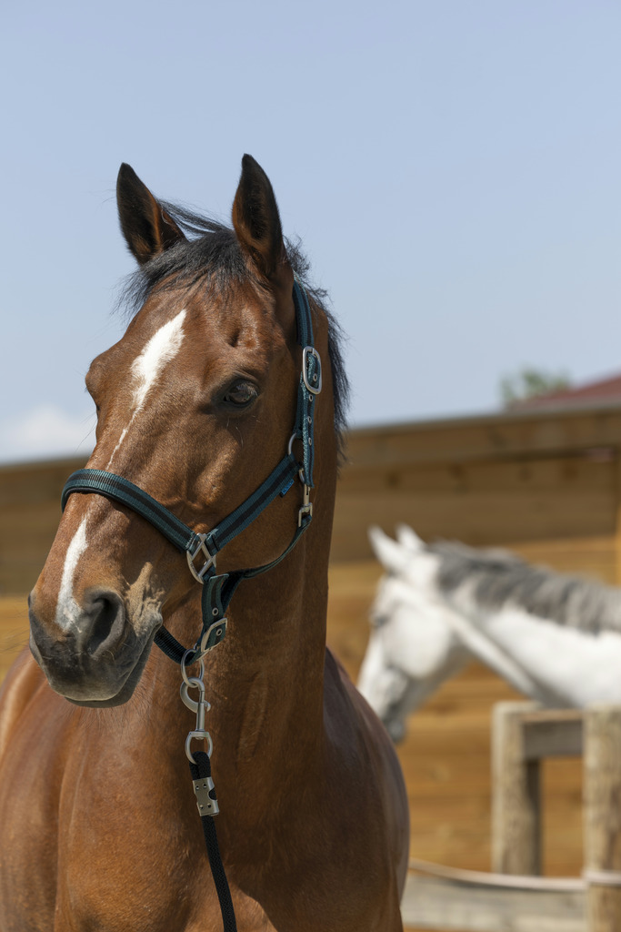 NORTON 'Satine' Grimma Mörkgrön/Svart (Cob)