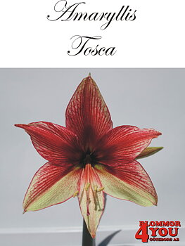 7541  Amaryllis  Tosca  Lökstorlek: 26/28