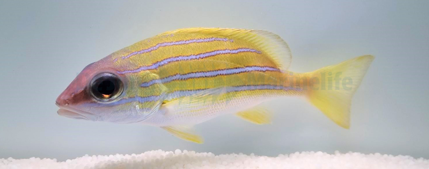 Lutjanus Kasmira