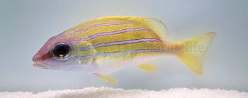Lutjanus Kasmira