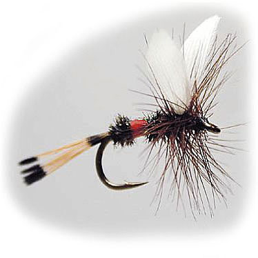 W -Royal Coachman #12