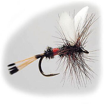 W -Royal Coachman #12