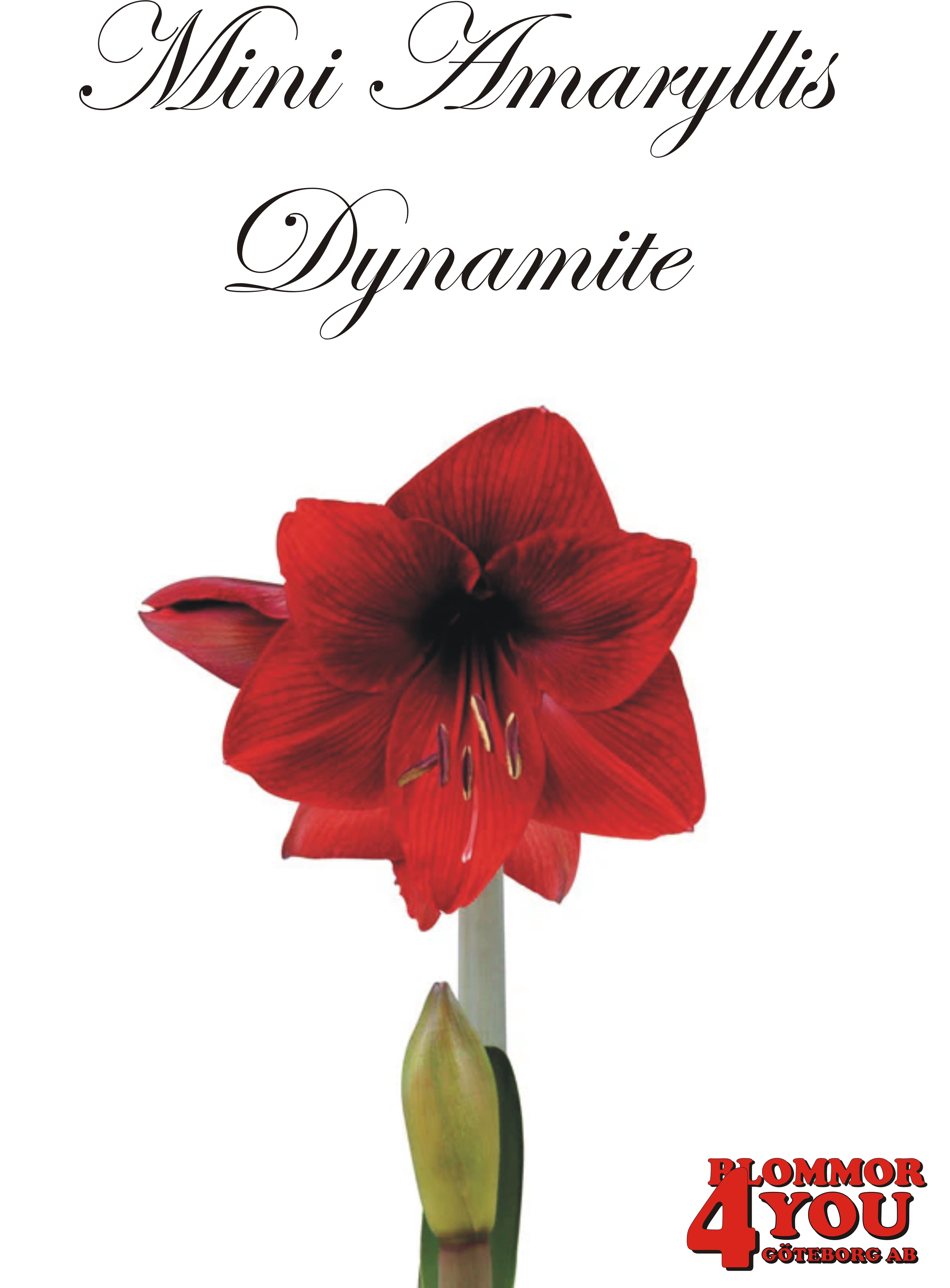 7506  Mini Amaryllis  Dynamite   Lökstorlek: 22/24