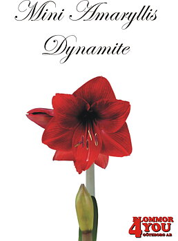Mini Amaryllis  Dynamite   Lökstorlek: 22/24