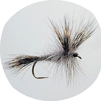 W -Wulff Grey #10