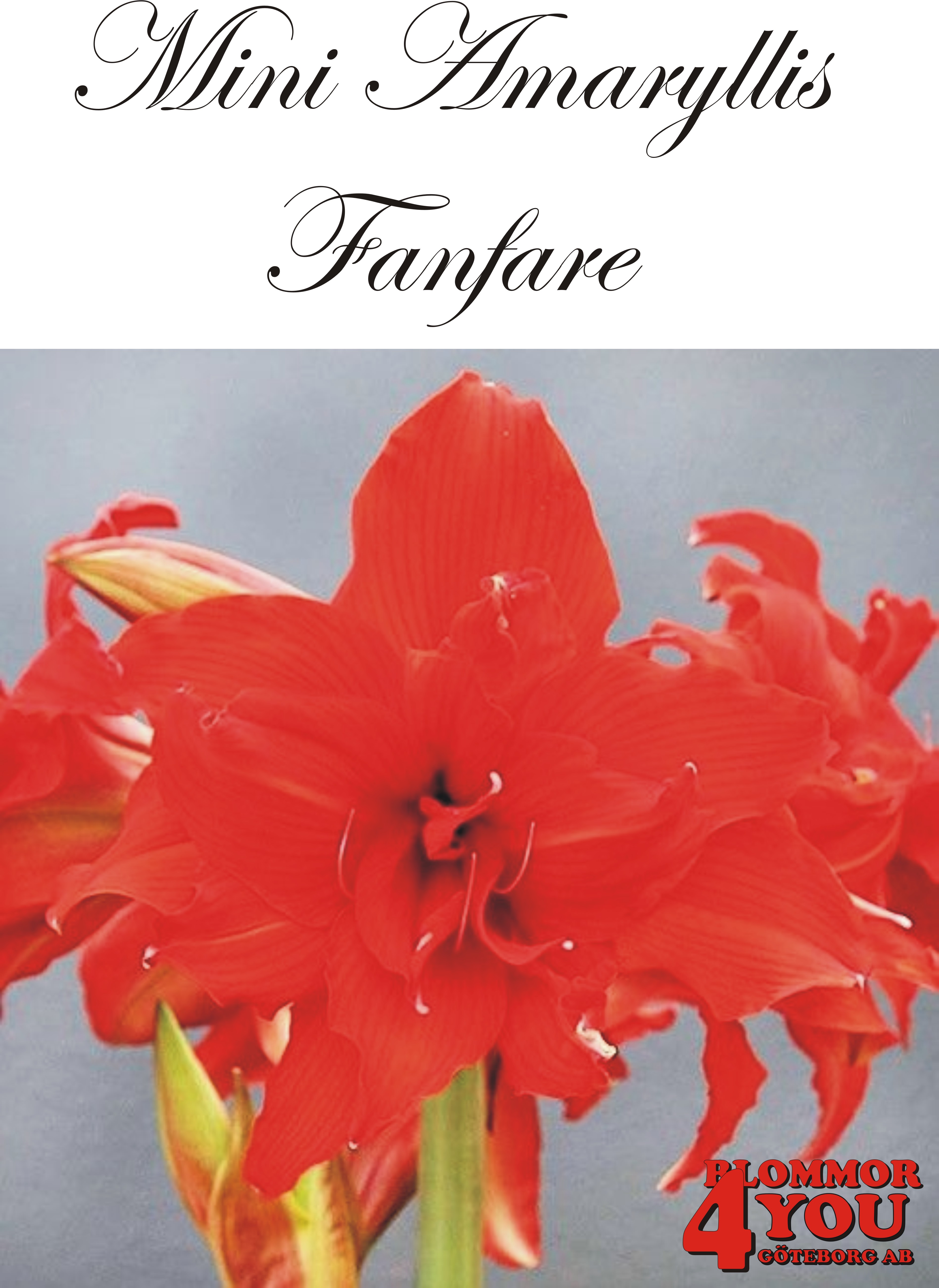 Mini Amaryllis  Fanfare    Lökstorlek: 22/24
