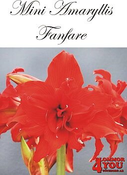 Mini Amaryllis  Fanfare    Lökstorlek: 22/24