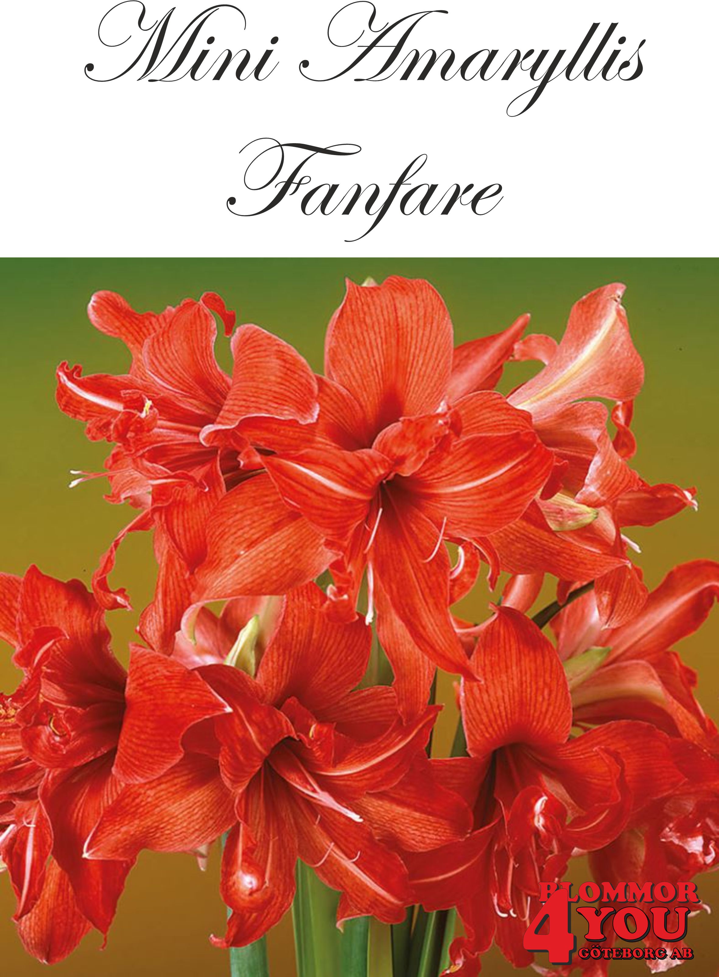 7507   Mini Amaryllis  Fanfare    Lökstorlek: 22/24